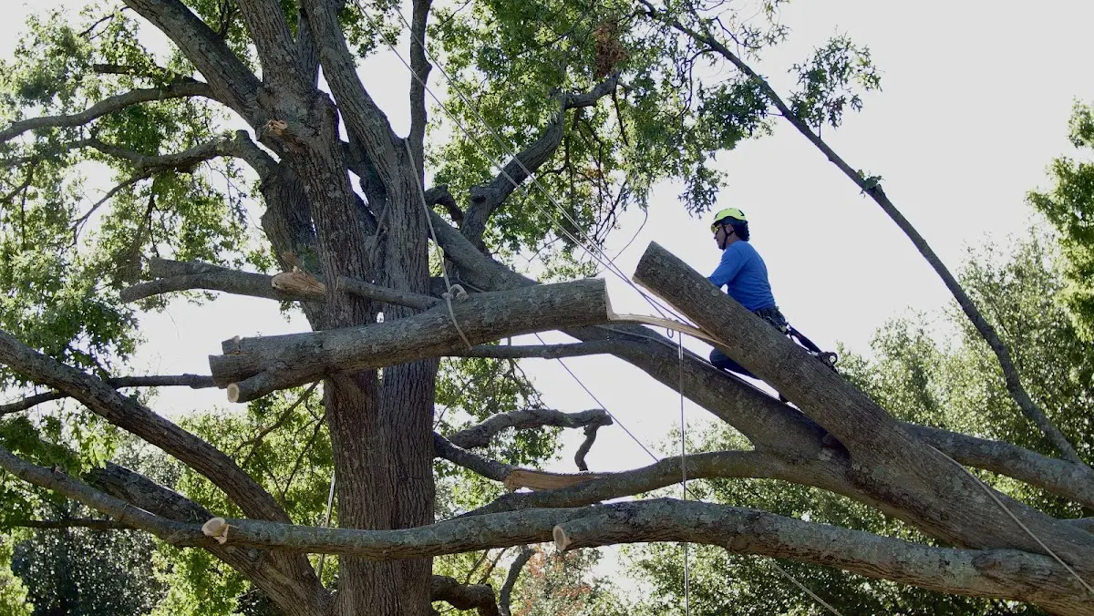Professional Crown Thinning performed by certified arborists in Windfall